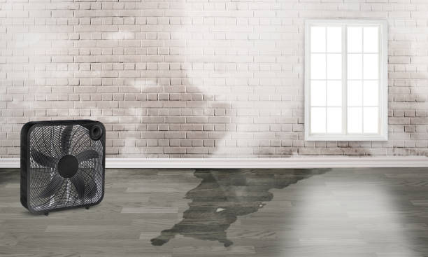 Best 24/7 water damage repair  in Lake City, AR